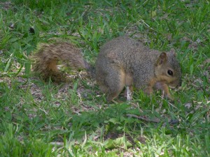 squirrel-1
