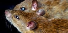 Rodents May Transmit The Hantavirus To Humans