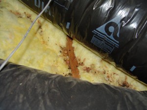 Basic Attic Cleanup – Palo Alto